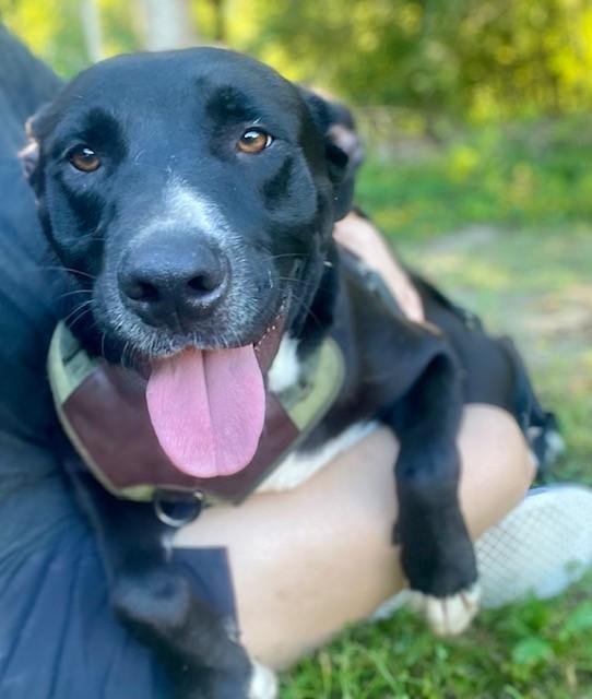 Enlarge Preacher, a ADOPTABLE mixed breed in Unionville, CT image 2/6