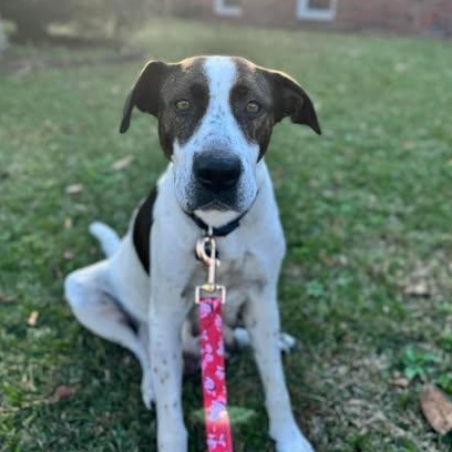 Birdie, an adopted Mixed Breed in Wando, SC image 4/6