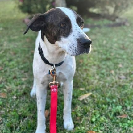 Birdie, an adopted Mixed Breed in Wando, SC image 3/6