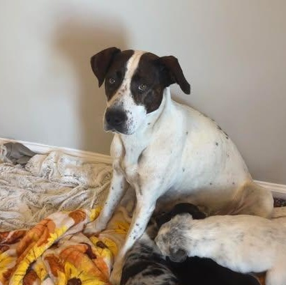 Birdie, an adopted Mixed Breed in Wando, SC image 5/6