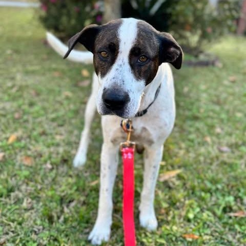 Birdie, an adopted Mixed Breed in Wando, SC image 2/6