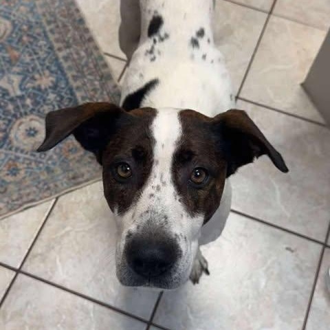 Birdie, an adopted Mixed Breed in Wando, SC image 6/6