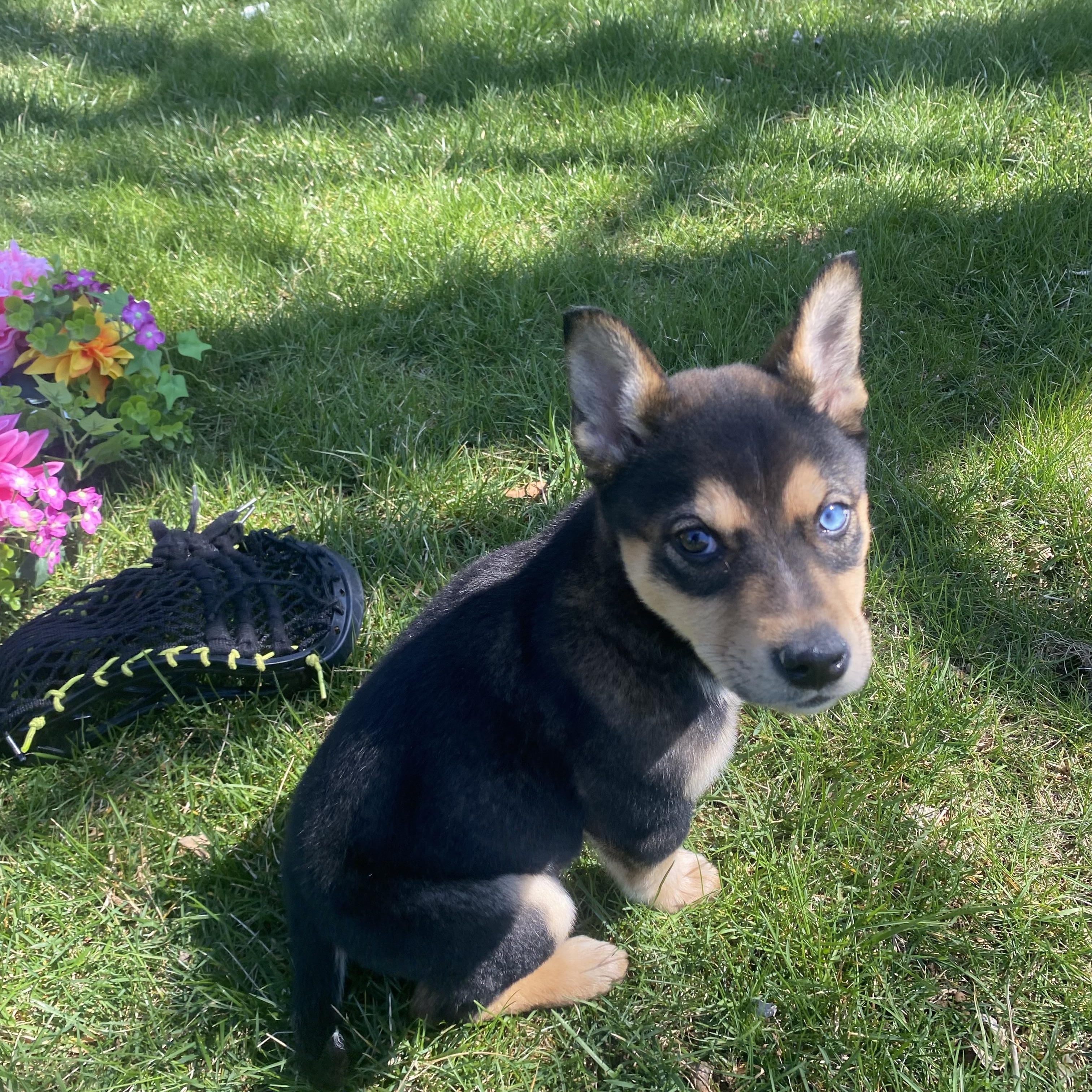 Cheeks, ADOPTABLE, Puppy Female Husky.