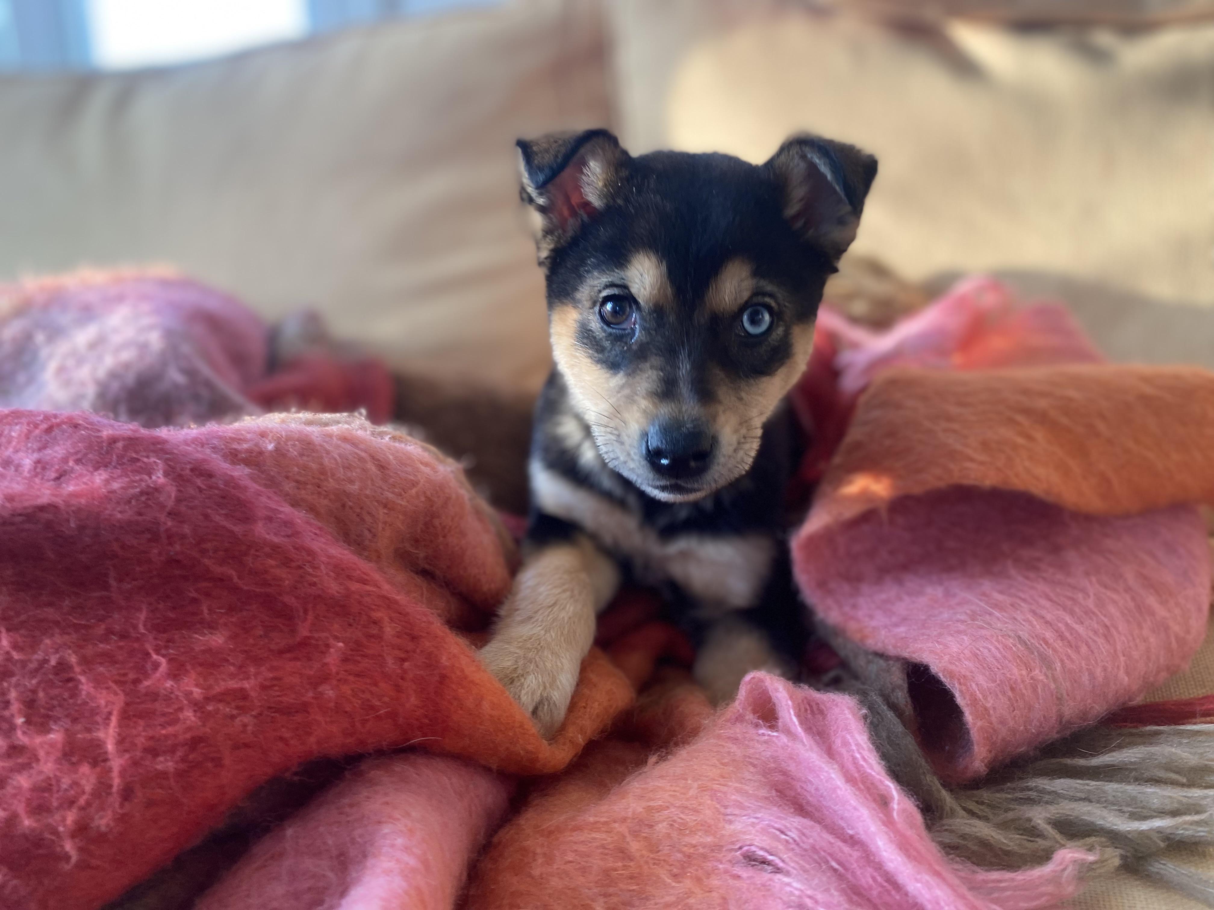 Enlarge Cheeks, a ADOPTABLE mixed breed in Columbia, MD image 4/6