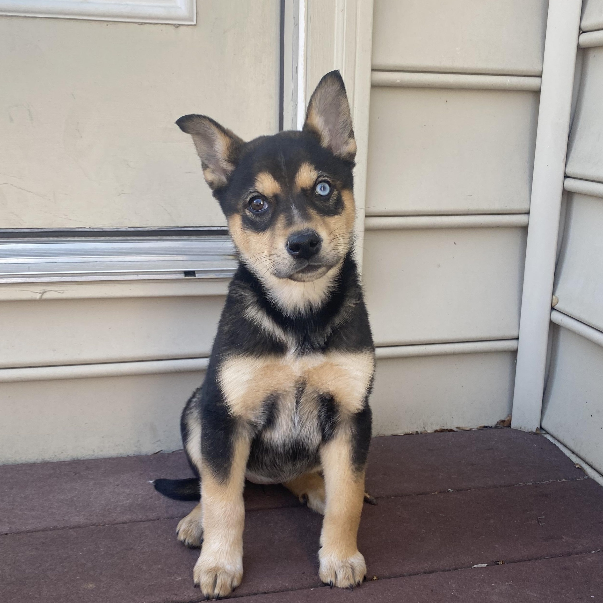 Enlarge Cheeks, a ADOPTABLE mixed breed in Columbia, MD image 5/6