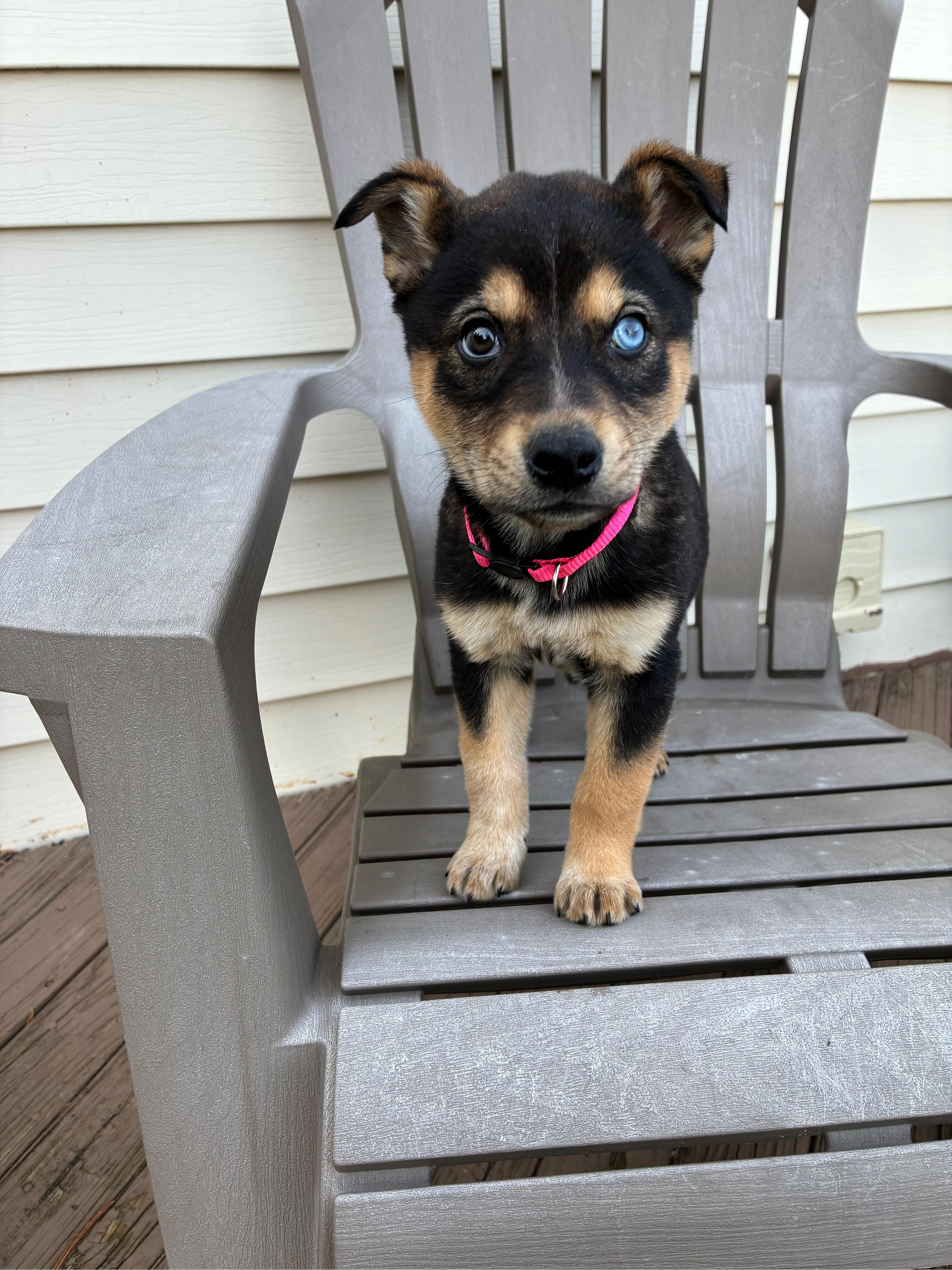Enlarge Cheeks, a ADOPTABLE mixed breed in Columbia, MD image 3/6