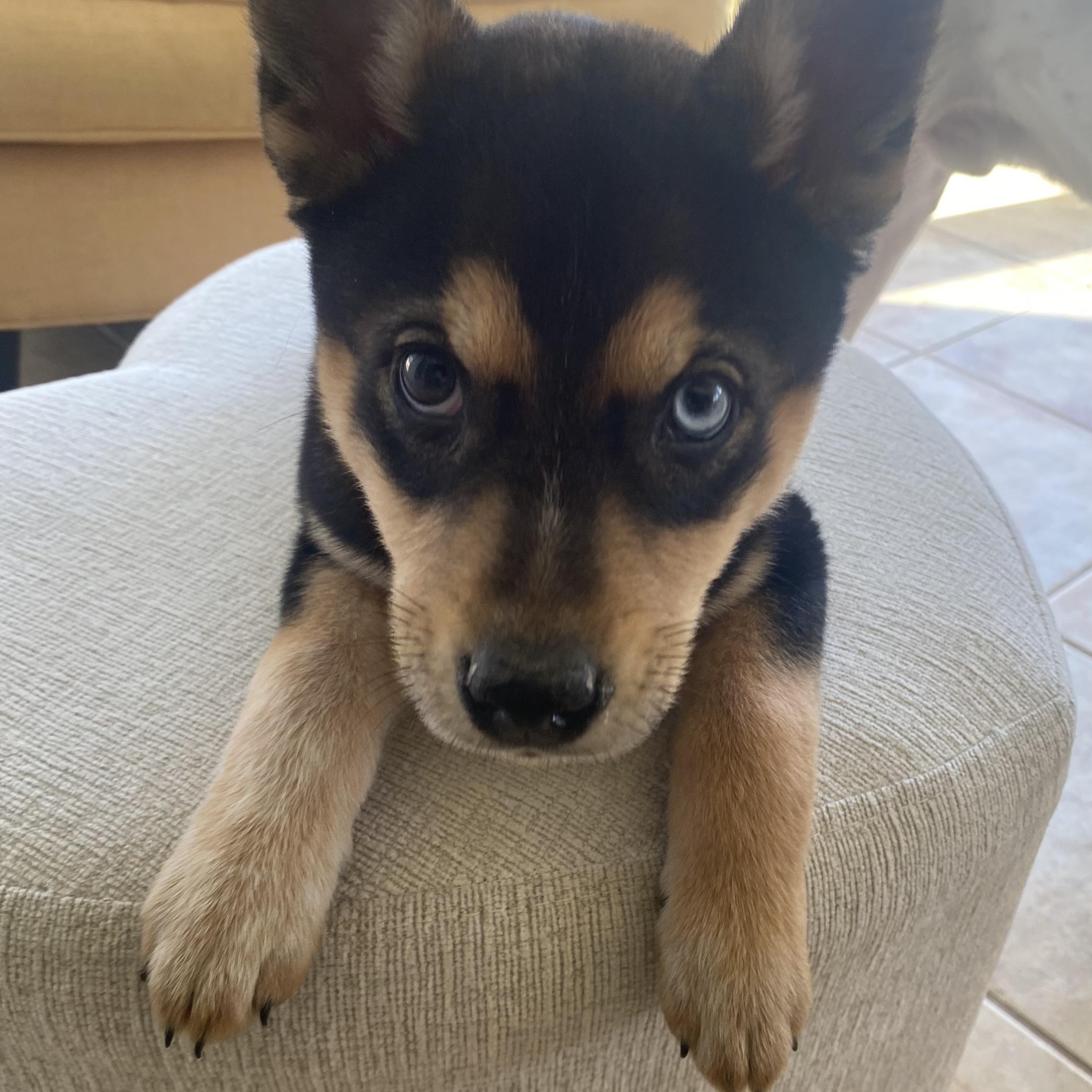 Enlarge Cheeks, a ADOPTABLE mixed breed in Columbia, MD image 6/6