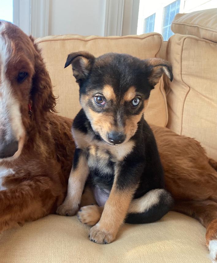 Enlarge Cheeks, a ADOPTABLE mixed breed in Columbia, MD image 2/6