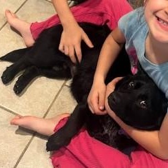Enlarge Berry - Super sweet and smart girl, an adoptable mixed breed in Plano, TX image 3/6