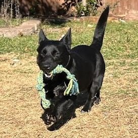Enlarge Berry - Super sweet and spunky girl, a ADOPTABLE mixed breed in Plano, TX image 3/6