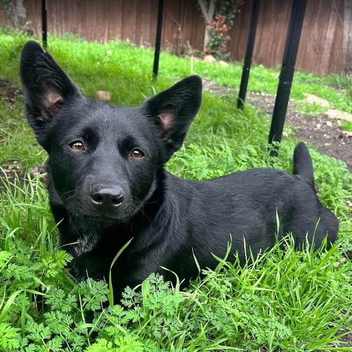 Enlarge Berry - Super sweet and smart girl, an adoptable mixed breed in Plano, TX image 4/6