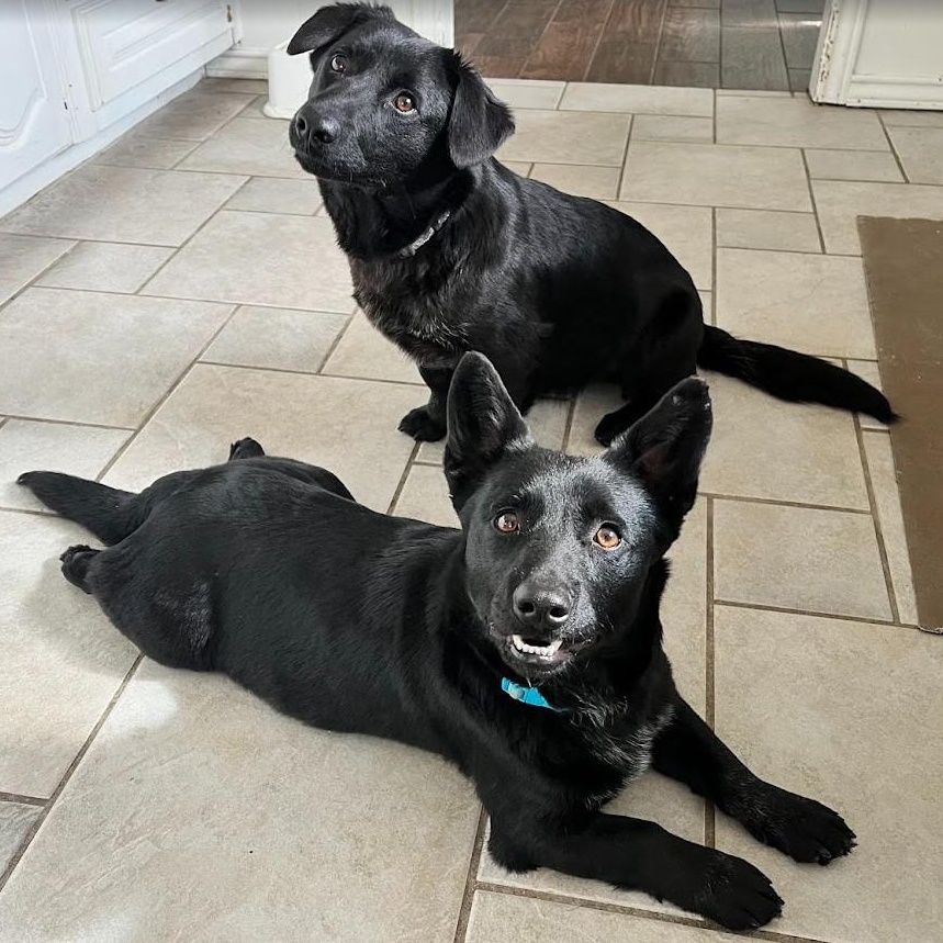 Enlarge Berry - Super sweet and spunky girl, a ADOPTABLE mixed breed in Plano, TX image 1/6