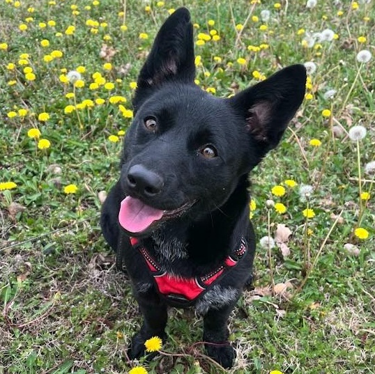 Berry - Super sweet and smart girl, adoptable, Young Female Corgi & Labrador Retriever.