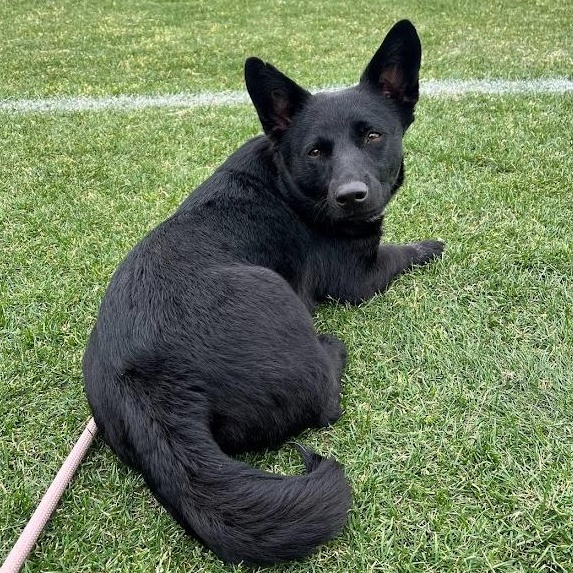 Enlarge Berry - Super sweet and smart girl, an adoptable mixed breed in Plano, TX image 2/6