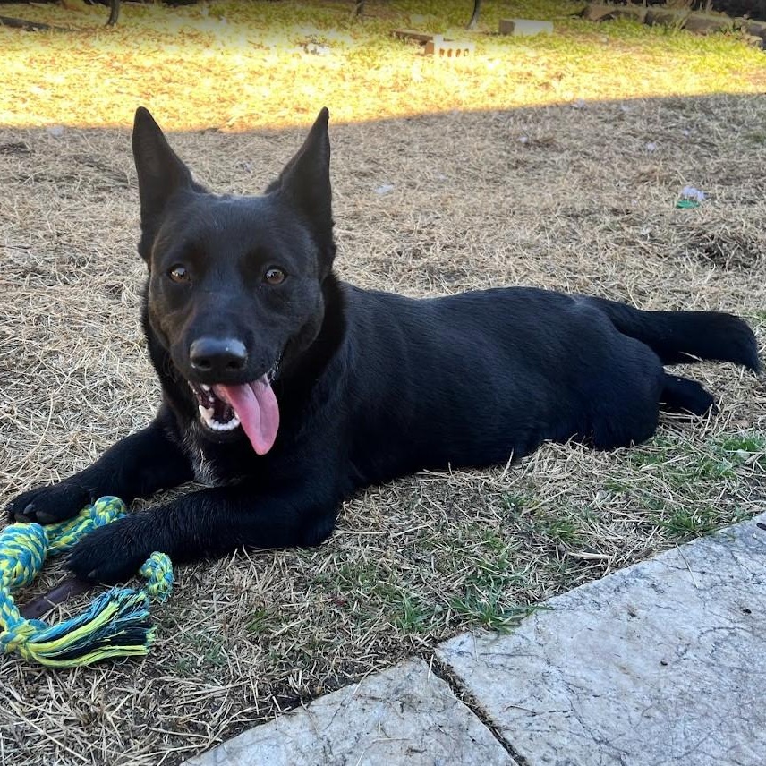 Enlarge Berry - Super sweet and spunky girl, a ADOPTABLE mixed breed in Plano, TX image 2/6