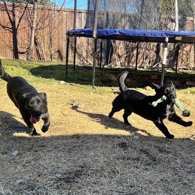 Enlarge Berry - Super sweet and spunky girl, a ADOPTABLE mixed breed in Plano, TX image 6/6