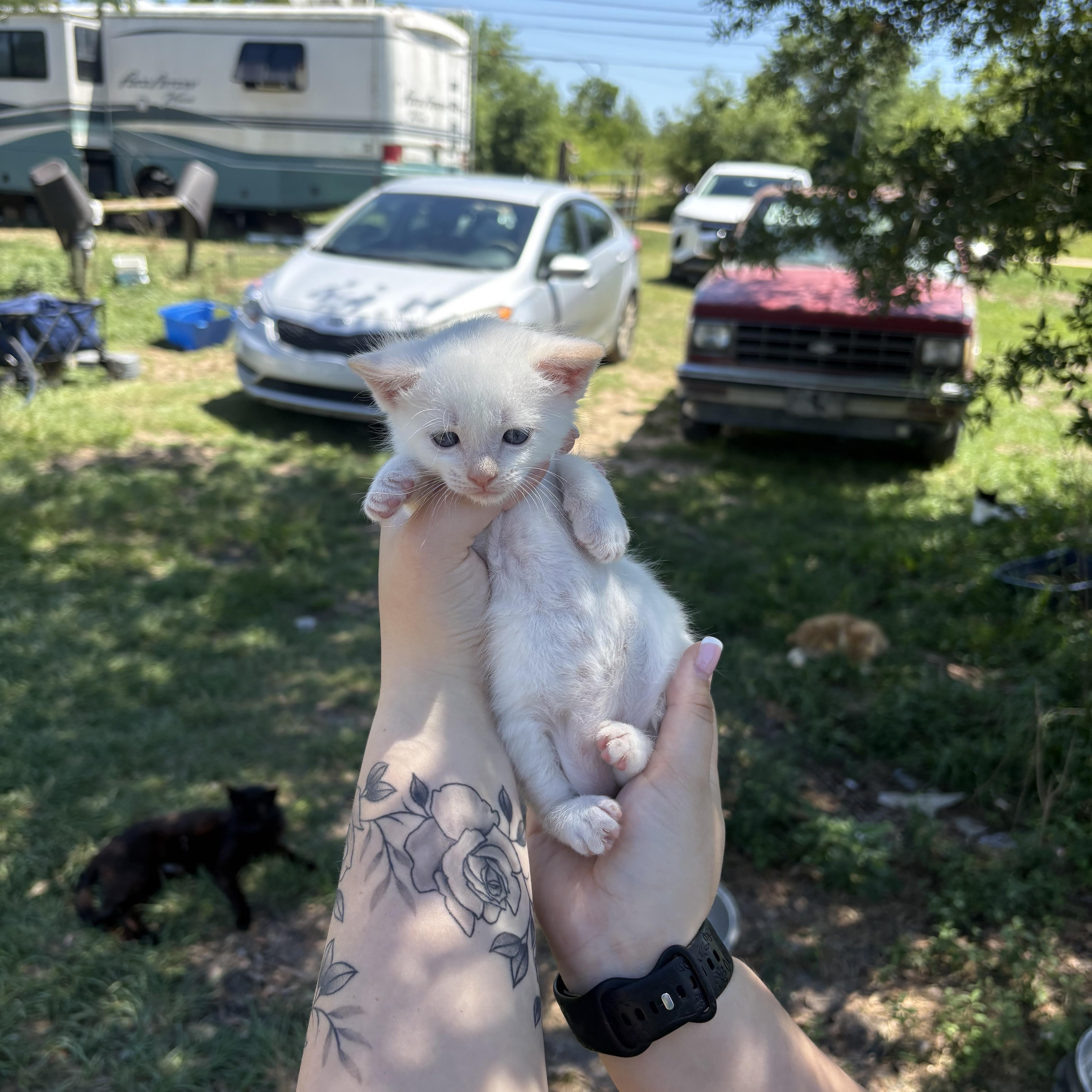 Myrtle, Baby Female Manx