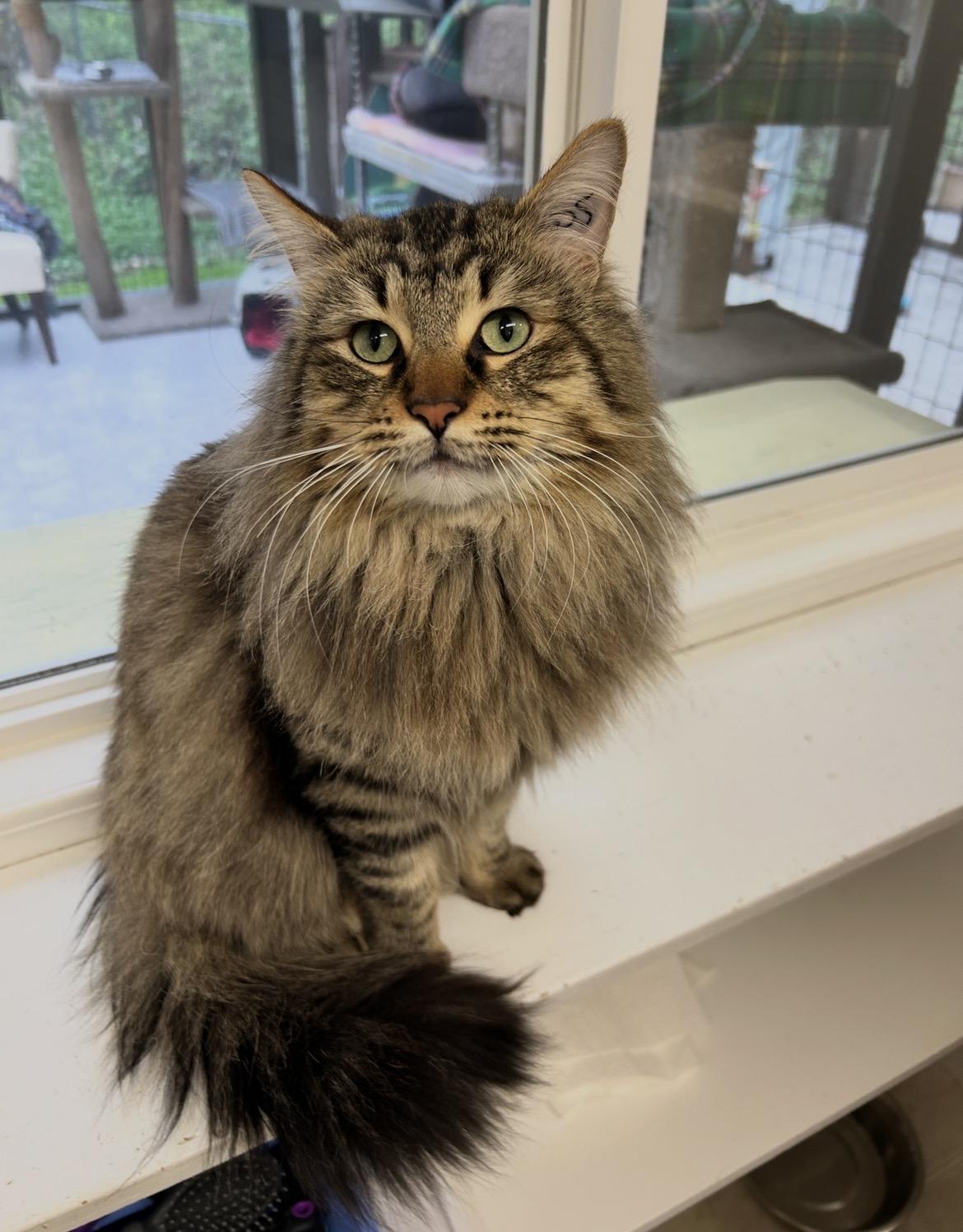 Scotch, adopted, Young Male Domestic Long Hair.