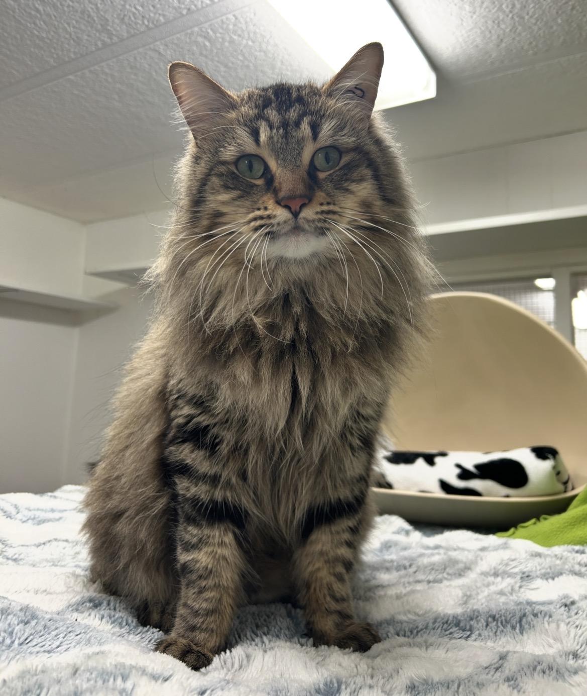 Scotch, an adopted Domestic Long Hair in Maple Ridge, BC image 2/6