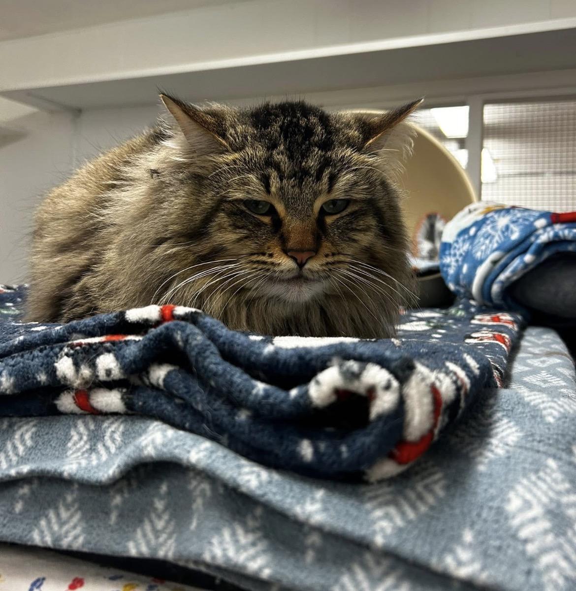 Scotch, an adopted Domestic Long Hair in Maple Ridge, BC image 4/6