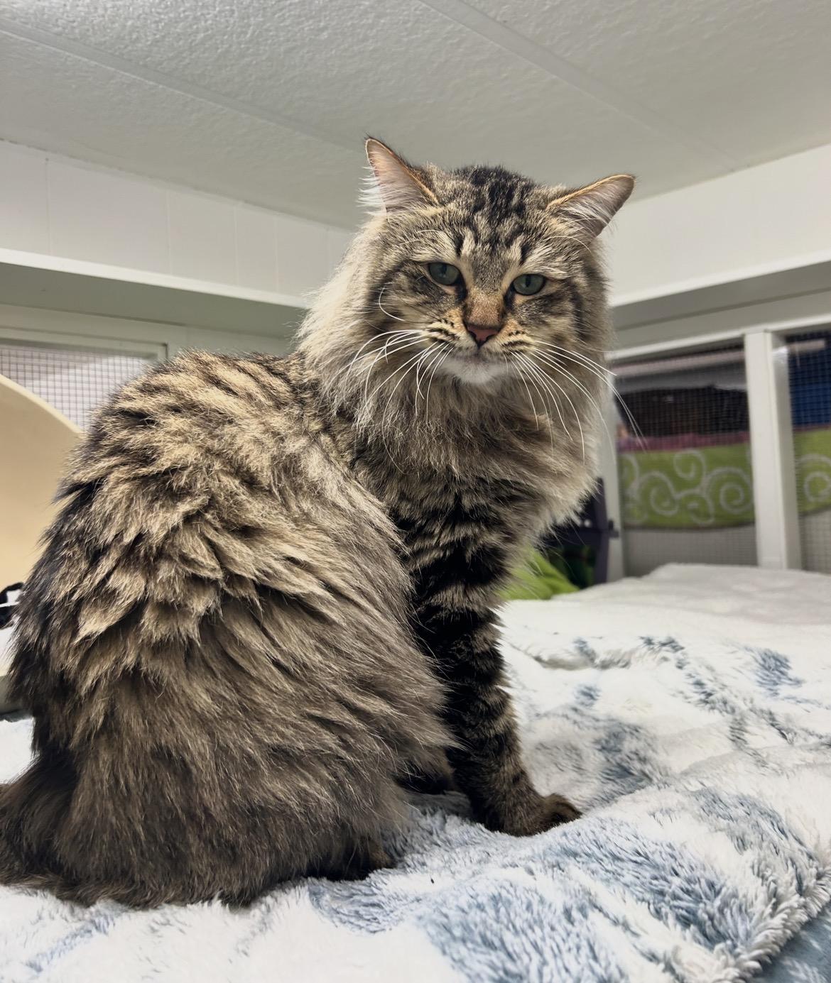 Scotch, an adopted Domestic Long Hair in Maple Ridge, BC image 5/6