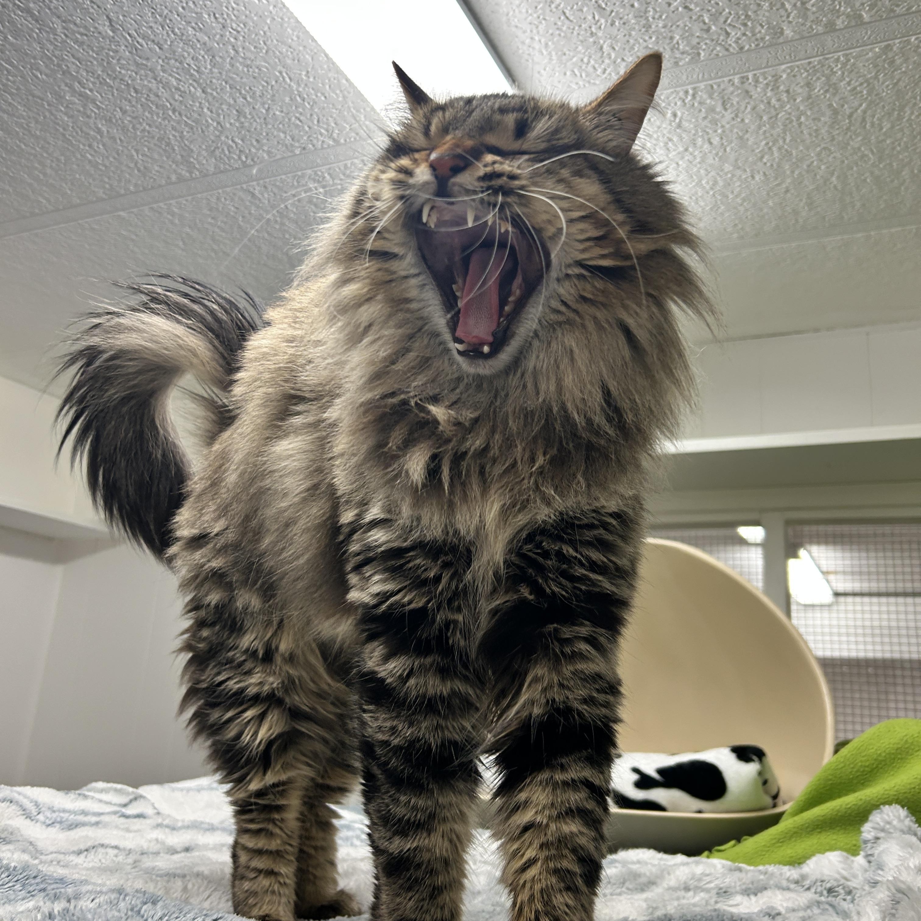 Scotch, an adopted Domestic Long Hair in Maple Ridge, BC image 6/6