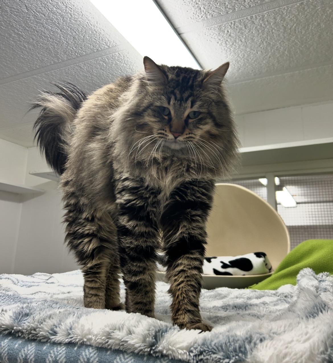 Scotch, an adopted Domestic Long Hair in Maple Ridge, BC image 3/6