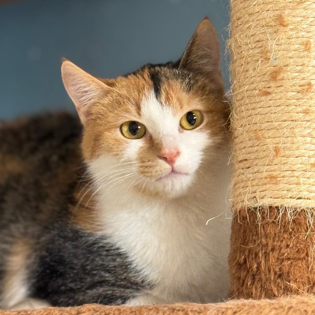 Enlarge Cece, a Adoptable Domestic Short Hair in Milford, IA image 1/3