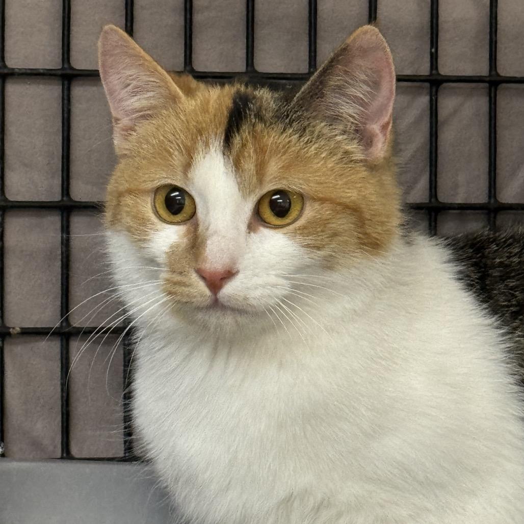 Enlarge Cece, a Adoptable Domestic Short Hair in Milford, IA image 2/3