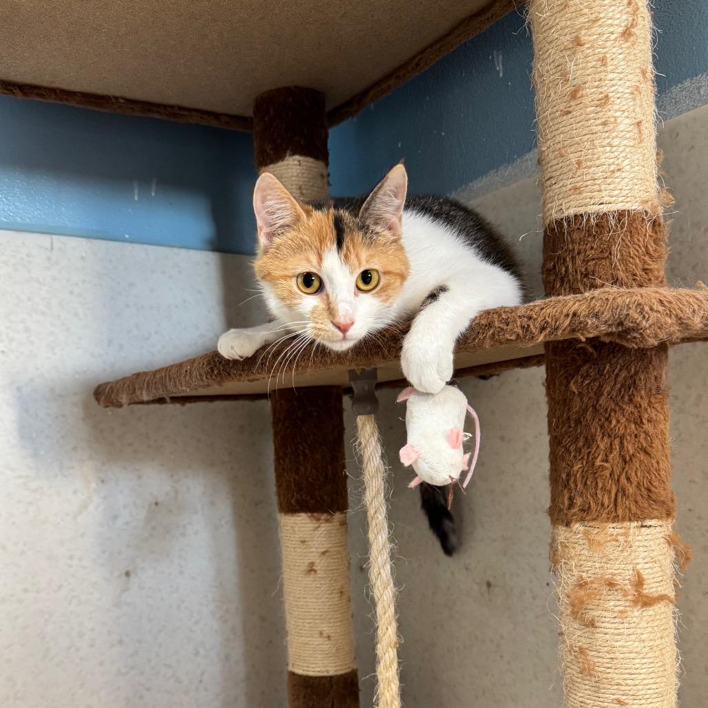 Enlarge Cece, a Adoptable Domestic Short Hair in Milford, IA image 3/3