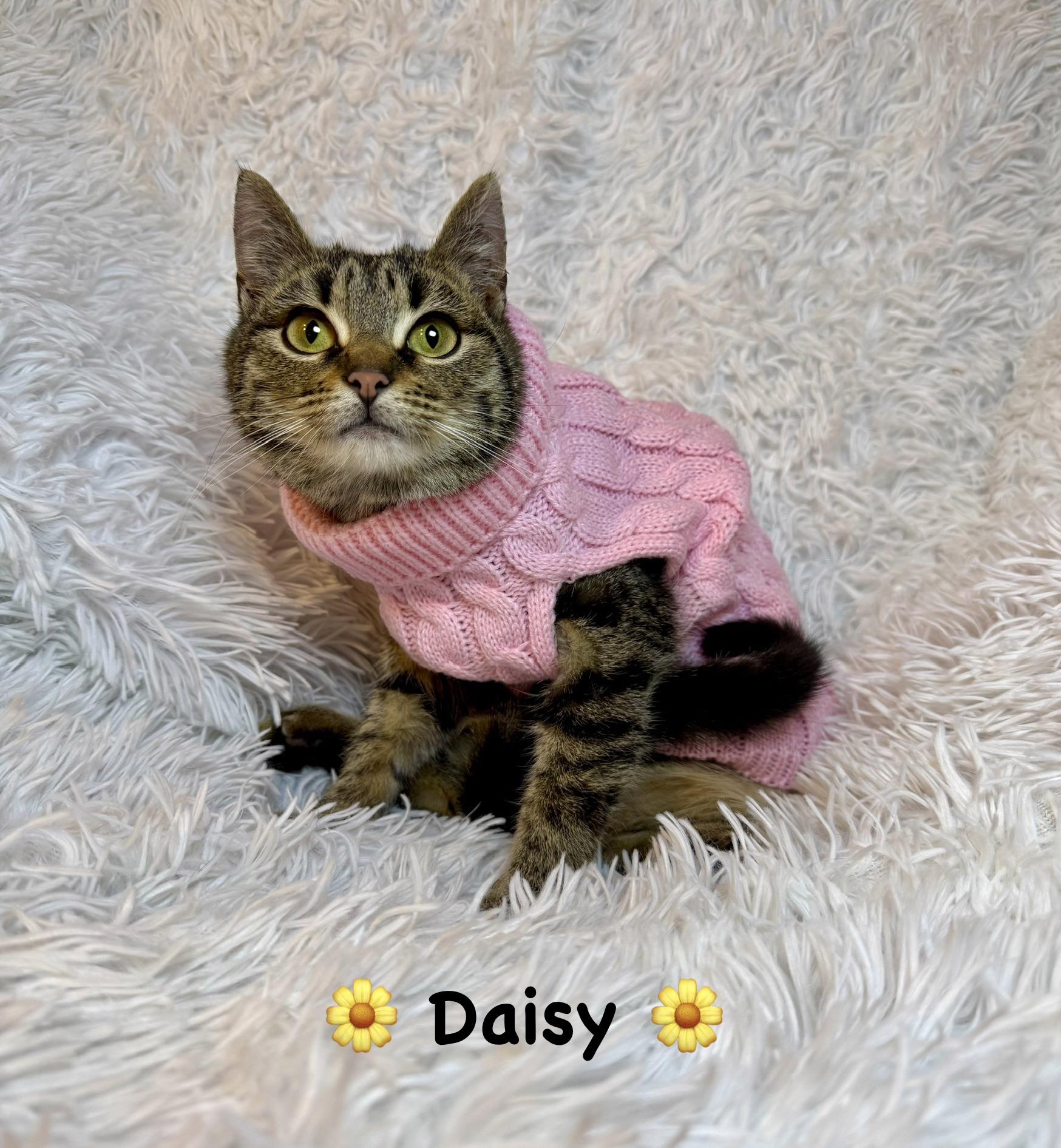 Enlarge Daisy, a ADOPTABLE Tabby in Copley, OH image 3/3