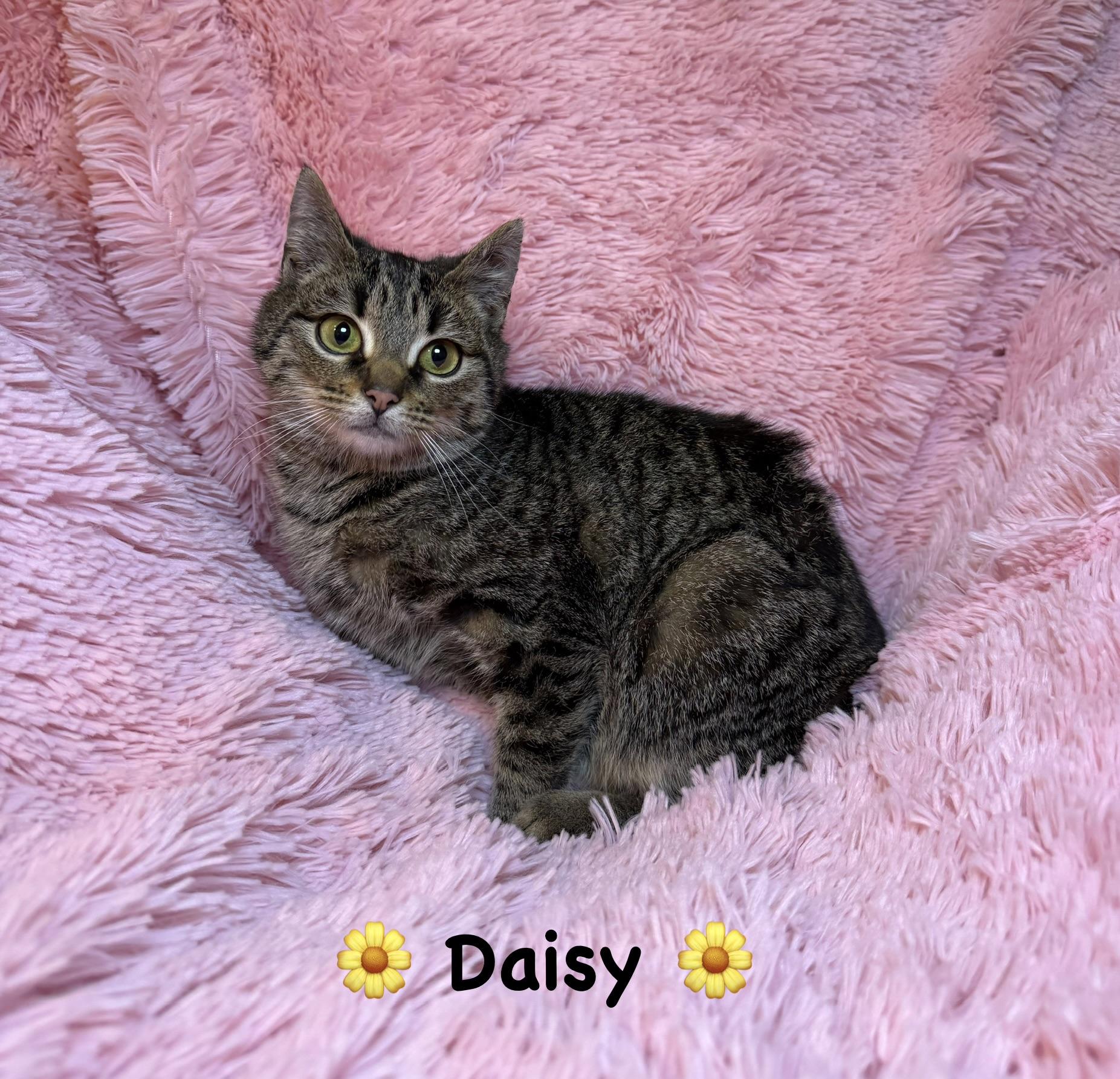 Daisy, ADOPTABLE, Kitten Female Tabby.