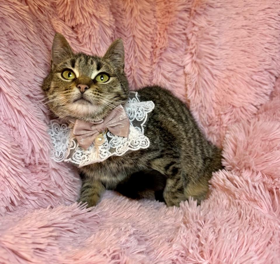 Enlarge Daisy, a ADOPTABLE Tabby in Copley, OH image 2/3