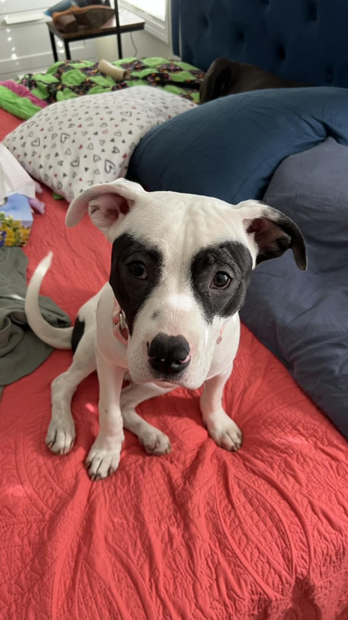 Enlarge Lucy, a ADOPTABLE Pit Bull Terrier in Ozone Park, NY image 2/2