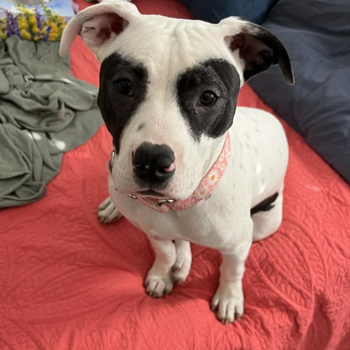 Enlarge Lucy, a ADOPTABLE Pit Bull Terrier in Ozone Park, NY image 1/2