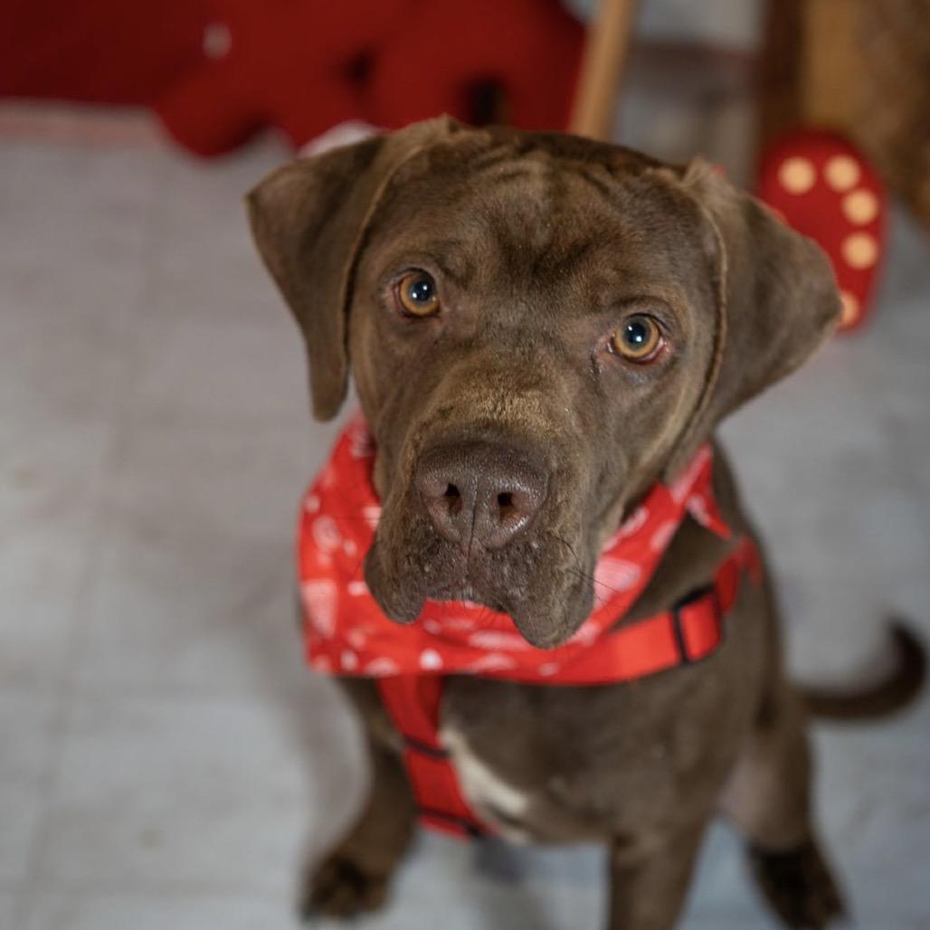 Lucky, a Adoptable mixed breed in Aberdeen, NC image 1/6