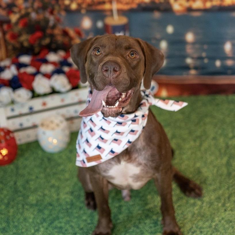 Lucky, a Adoptable mixed breed in Aberdeen, NC image 5/6