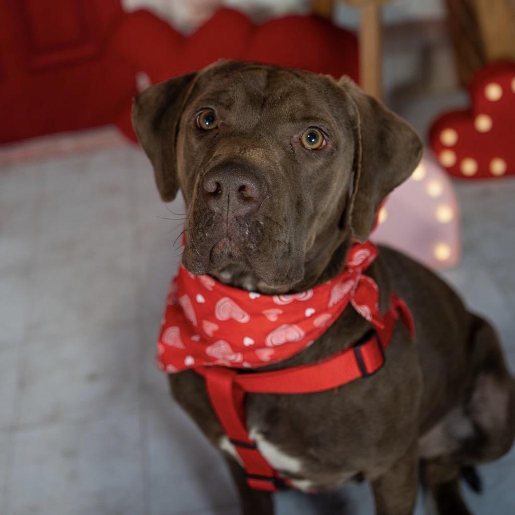 Lucky, a Adoptable mixed breed in Aberdeen, NC image 6/6