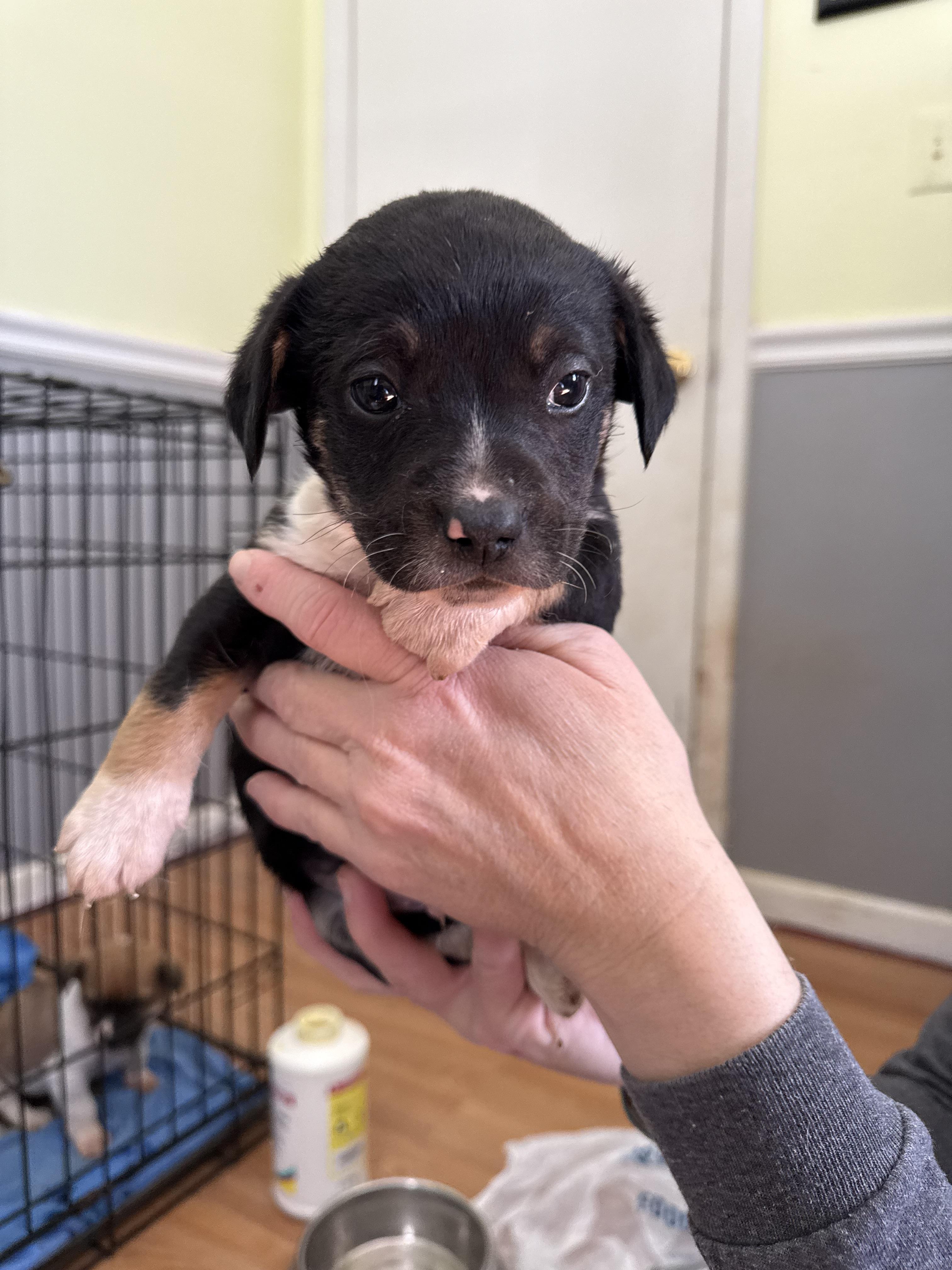 Enlarge Cheddar, a Adopted mixed breed in Willard, NC image 2/3