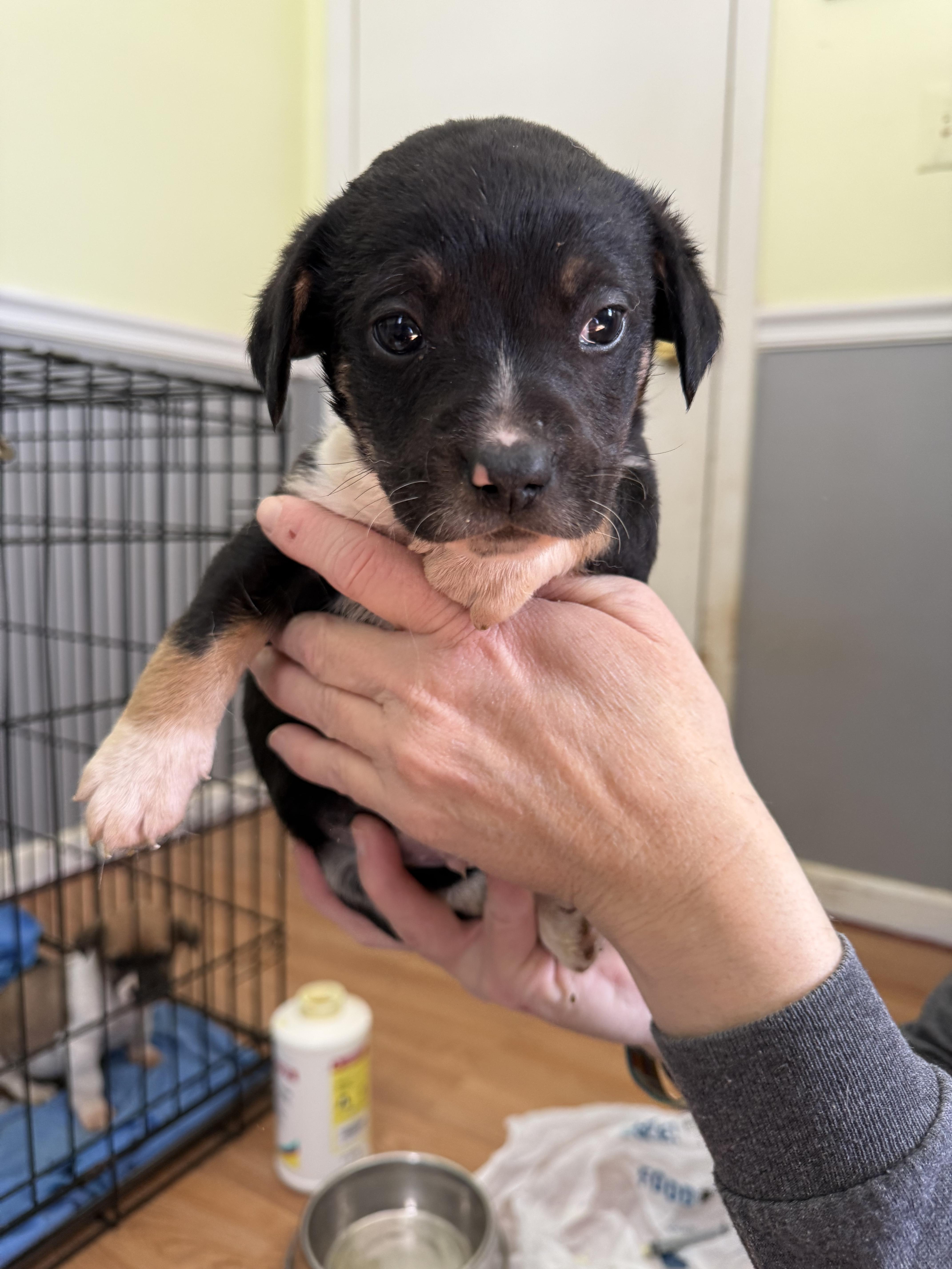Enlarge Cheddar, a Adopted mixed breed in Willard, NC image 3/3