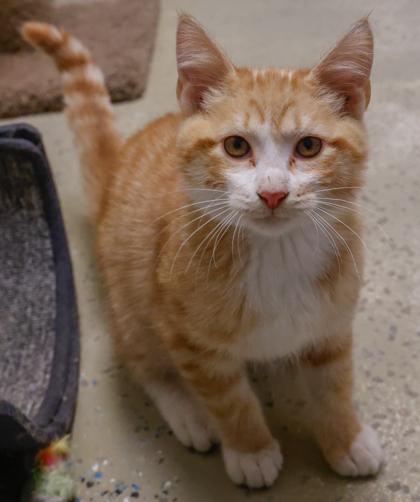 Yogi, Adoptable, Kitten Male Domestic Short Hair & Domestic Short Hair.
