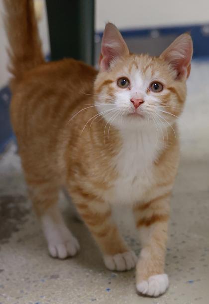 Enlarge Yogi, a Adoptable mixed breed in Baraboo, WI image 2/3