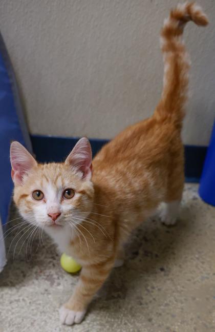 Enlarge Yogi, a Adoptable mixed breed in Baraboo, WI image 3/3