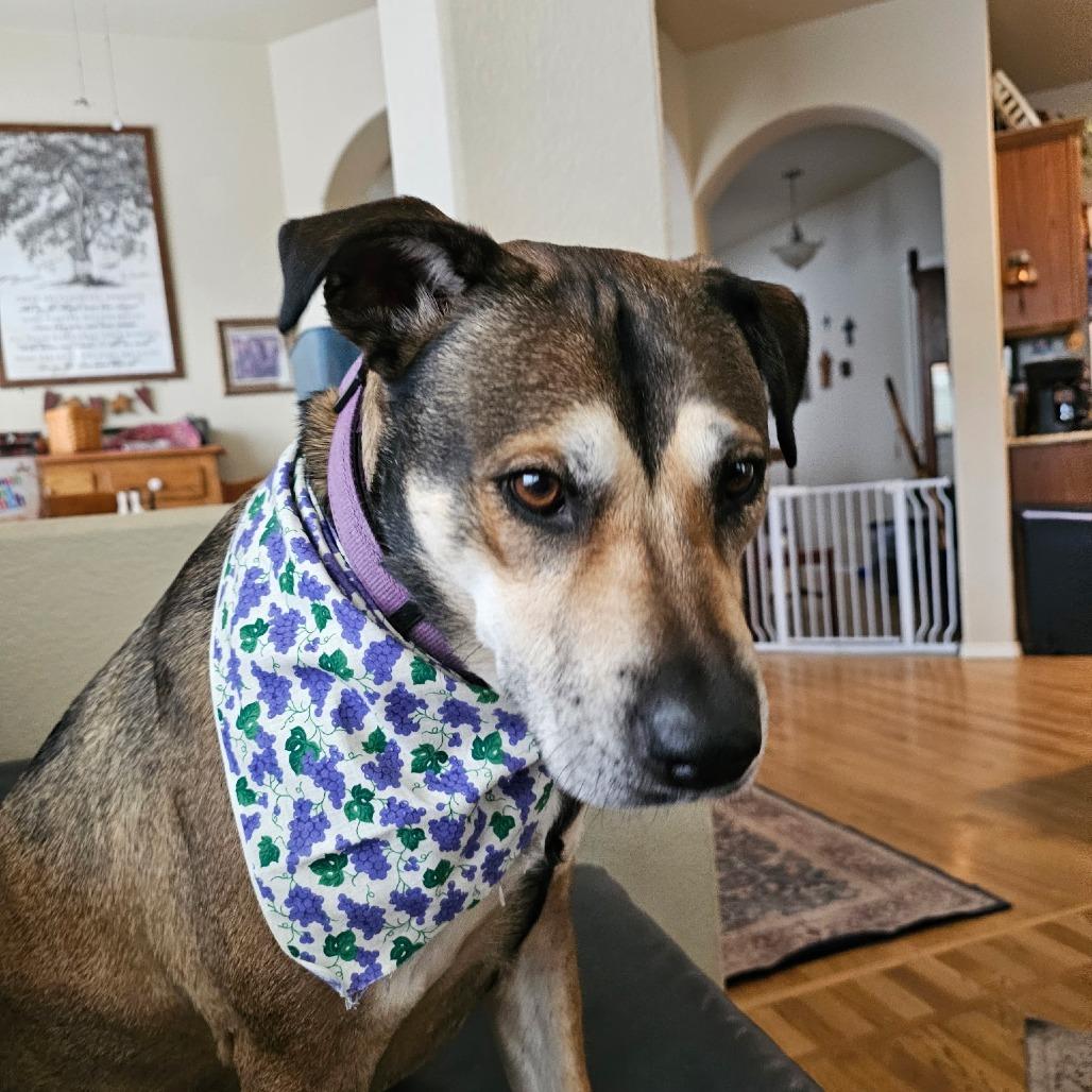 Grape, Adoptable, Senior Female Shepherd & Black Labrador Retriever.