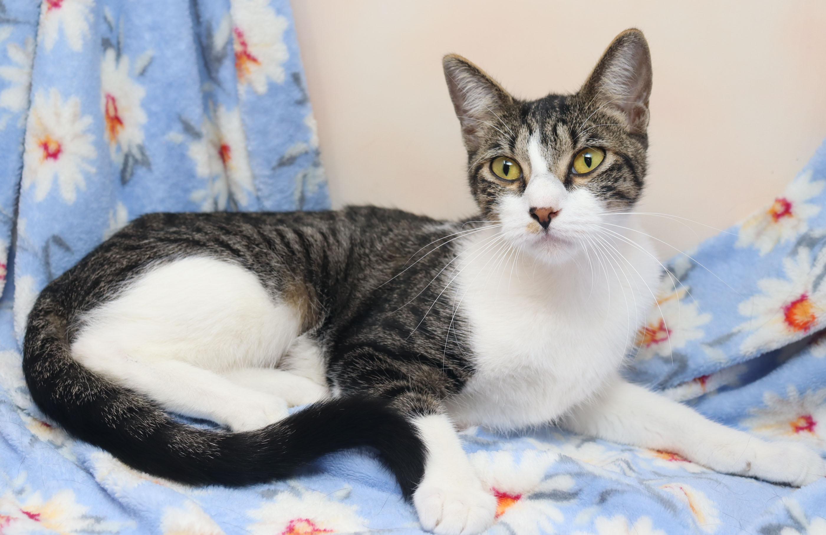 Enlarge Matilda, a ADOPTABLE Domestic Short Hair in Tierra Verde, FL image 2/3