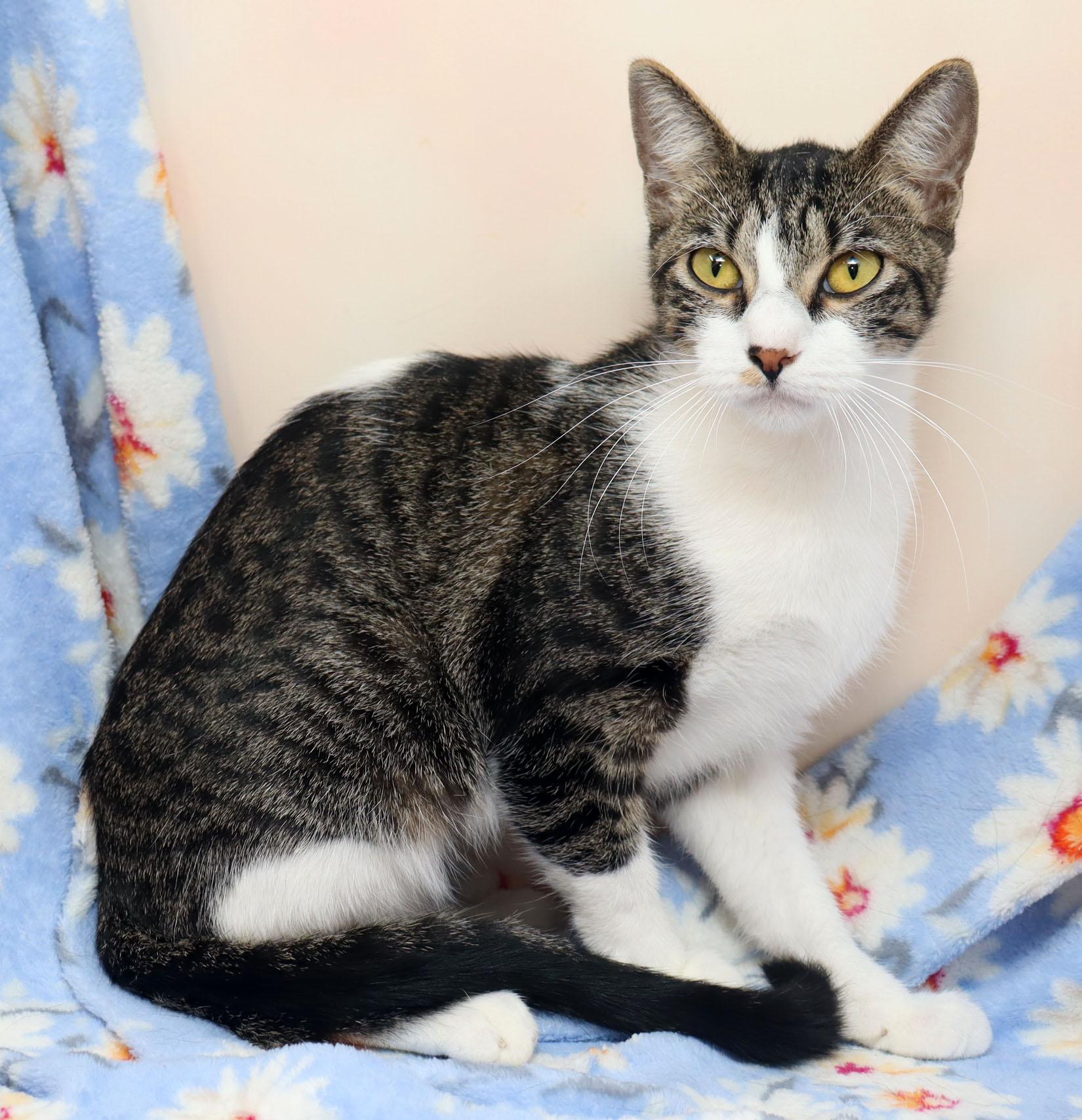 Enlarge Matilda, a ADOPTABLE Domestic Short Hair in Tierra Verde, FL image 3/3