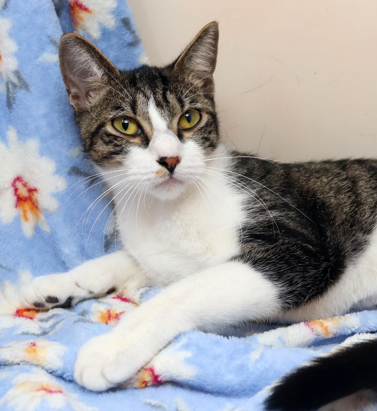 Matilda, ADOPTABLE, Young Female Domestic Short Hair.