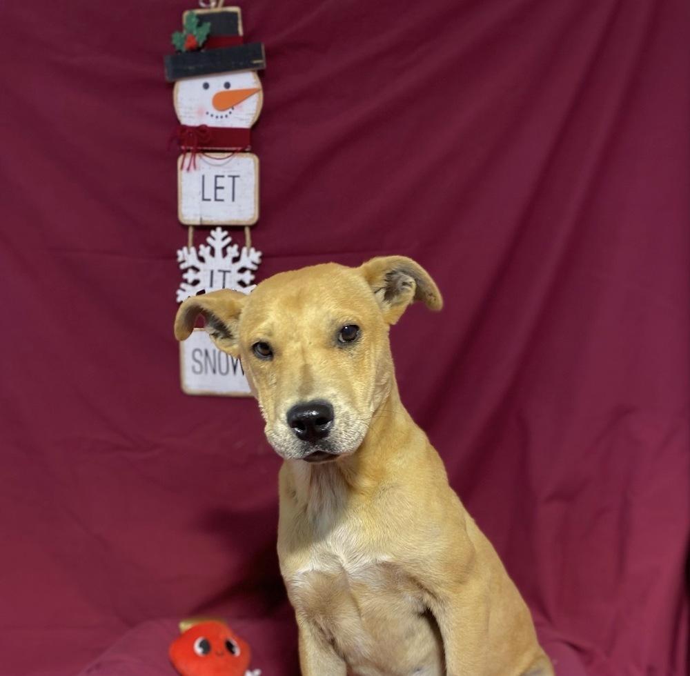 Enlarge LEVI, a Adoptable mixed breed in Opelousas, LA image 2/4