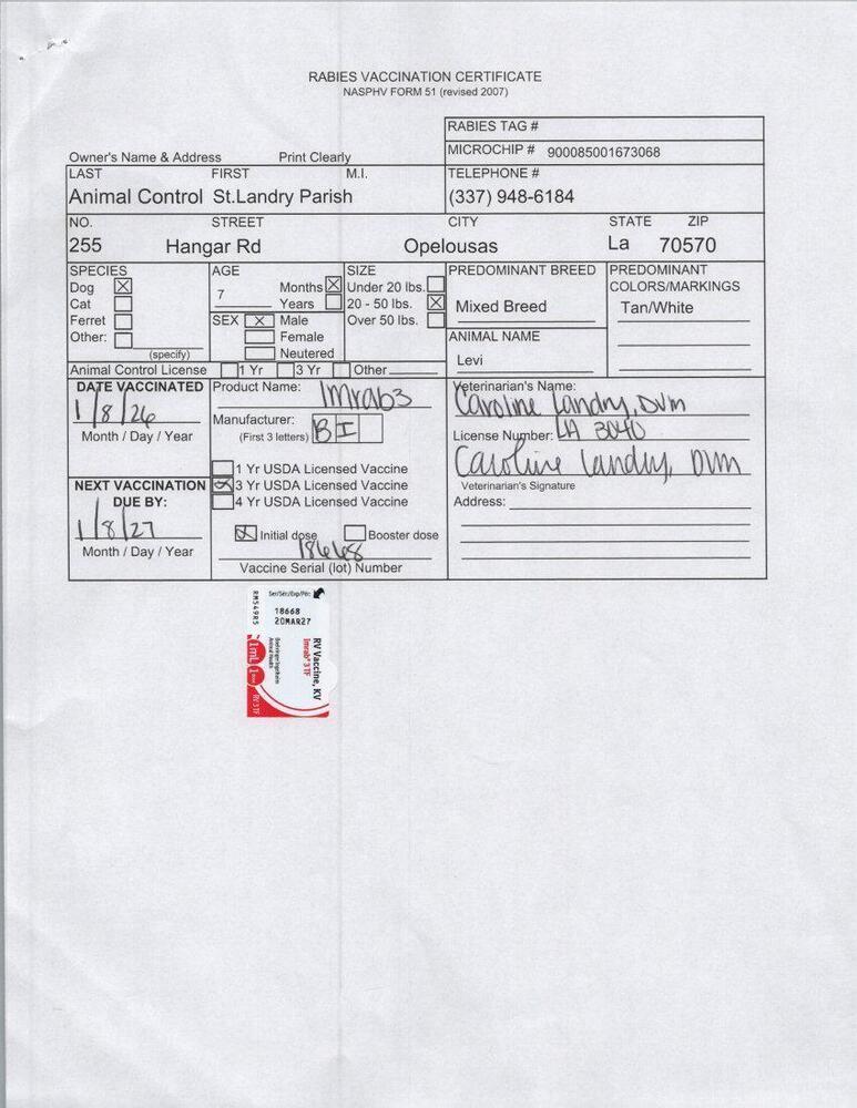 Enlarge LEVI, a Adoptable mixed breed in Opelousas, LA image 3/4