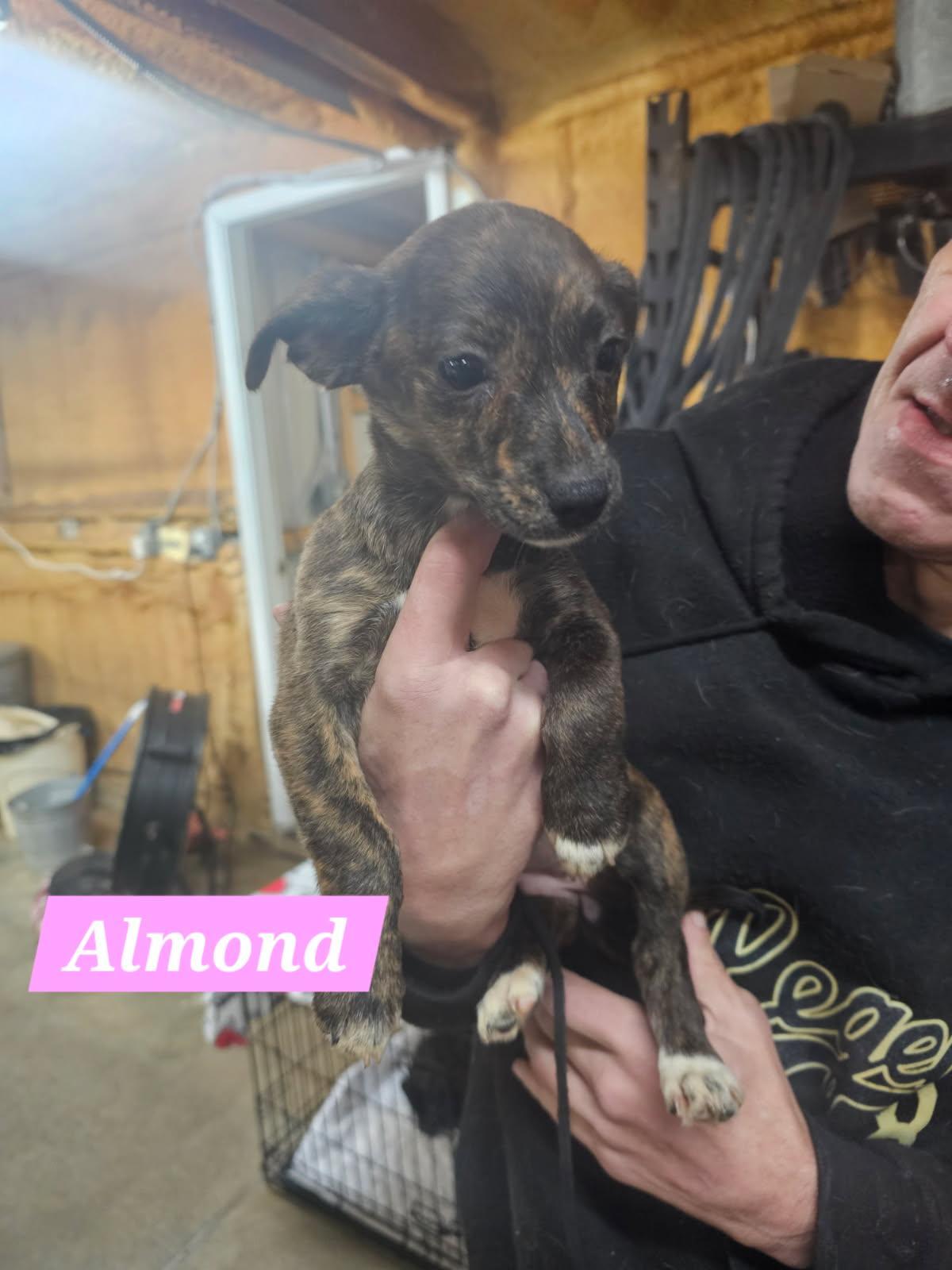 Enlarge Almond, a ADOPTABLE Mixed Breed in Rock Hill, NY image 2/2